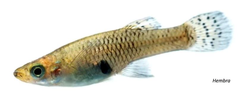 Gambusia holbrooki_ hembra_09.jpg